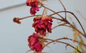 Dying Rose